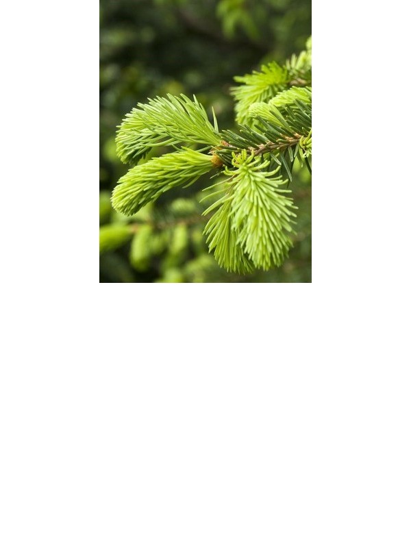 SPRUCE TIPS essential oil